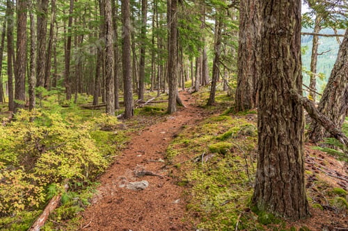 Preview: View At Mountain Trail In British Columbia, Canada. Mountains Background.