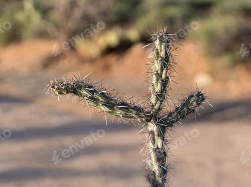 Preview: Three Arms In Close Up On Cholla Cactus