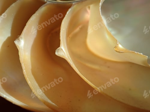 Preview: Chambered Nautilus Sea Shell