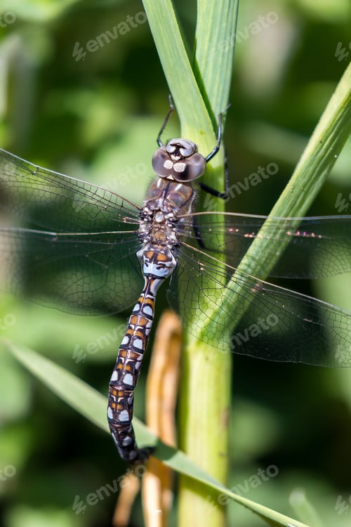 Preview: Close Up Of An Adult Blue Dragonfly Hanging On To A Green Onion In The Garden.
