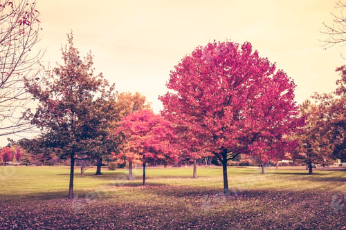 Preview: Autumn