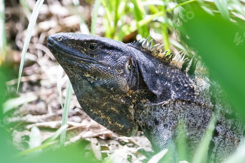 Preview: Spiny Tail Iguana Walking On The Ground In The Pacific Costa Rica