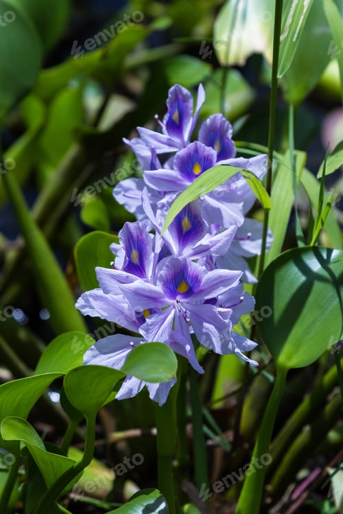 Preview: Wild Orchid Growing Next To A Pond In A Costa Rican Rainforest