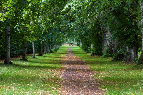 Preview: Worn Footpath Covered By Tall Trees With Green Healthy Leaves