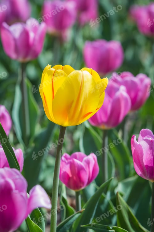 Preview: Purple Spring Tulips In A Home Garden Under Bright Sunny Conditions For More Contrast