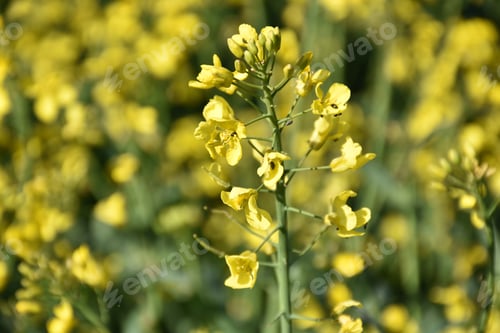 Preview: Beautiful Flowering Rape Seed Blossoms Up Close.
