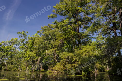 Preview: A Bald Cypress Swamp In The American South, North Carolina, Usa