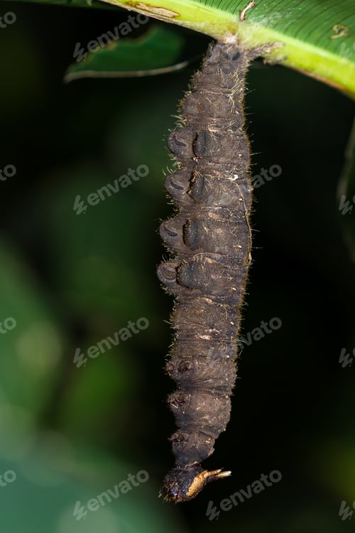 Preview: Large Brown Caterpillar Hanging Upside Down From A Plant In What Looks Like The Beginning Of The