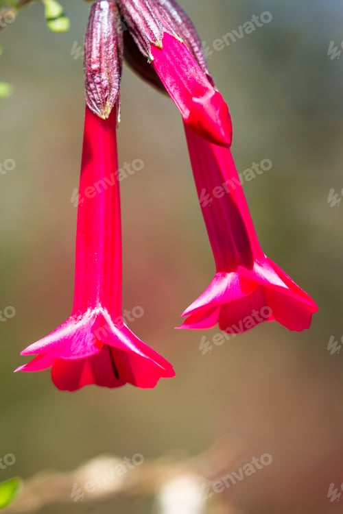 Preview: The Cantuta, The Sacred Flower Of The Incas And National Flower Of Peru Shot Outdoors In Sunny