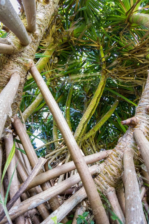 Preview: Looking Up Perspective Of A Tropical Tree With Long Shallow Roots