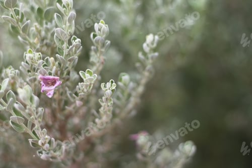 Preview: A Barometerbush Plant With Purple Flowers 0832