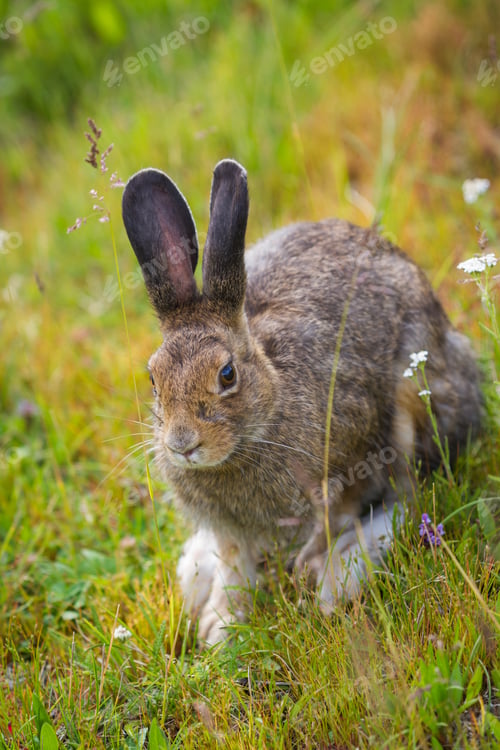 Preview: Wild Jack Rabbit Sitting On Green Grass In Yellowstone National Park