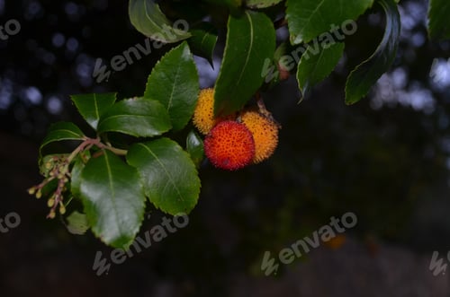 Preview: Tree With Spikey Red And Yellow Seed Pods.