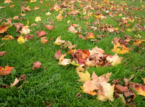 Preview: First Yellow Leaves On A Green Grass