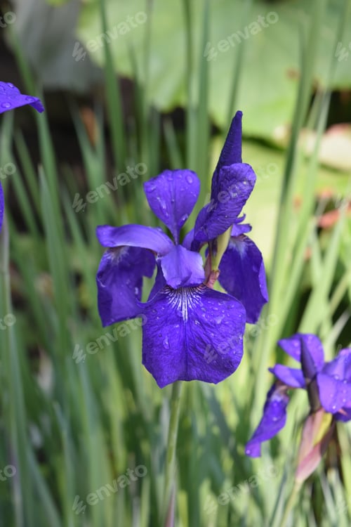 Preview: Pretty Purple Iris Blooming In A Garden In Spring.