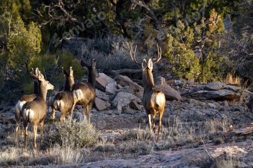 Preview: Mule Deer Family In Direct Afternoon Sunlight In Red Sandstone Characteristic Of The American