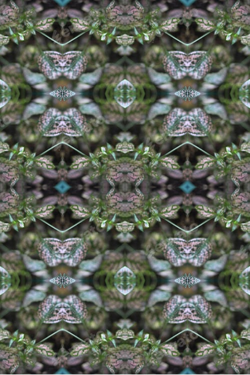 Preview: A Potted Pink Splash Plant Abstract With Lush Spotted Leaves 0273