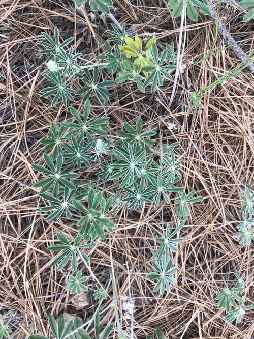Preview: A Lupinus Sparsiflorus Plant With Flowers 4793