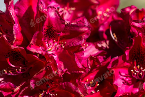 Preview: Close Up Of A Beautiful Red Rhododendron Blooming In Northern Idaho