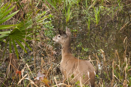 Preview: Deer In A Swamp