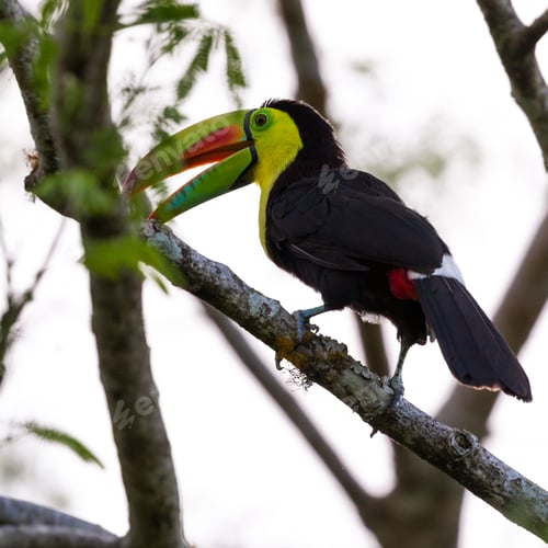 Preview: Close Up Of A Keel Billed Toucan Perched On A Branch In The Costa Rican Rainforest