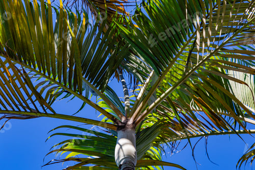 Preview: Palm Trees Against Blue Sky, Palm Trees At Tropical Coast, Coconut Tree,Summer Tree