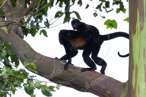 Preview: Cute Scene With A Baby Howler And His Mother Climb And Enjoy The View Of The Jungle In Guanacaste