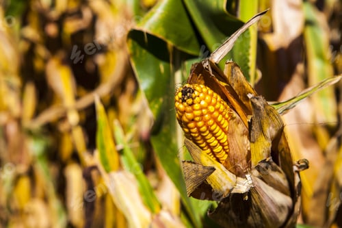 Preview: Corn Field