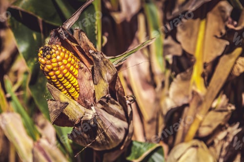 Preview: Corn Field (Patch)