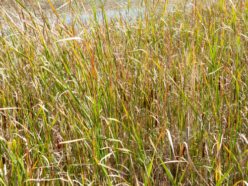 Preview: Swamp With Lush Vegetation