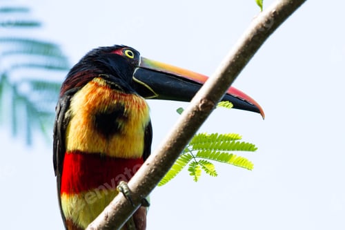 Preview: Fiery Billed Aracari Perched On A Small Branch In The Costa Rican Southern Pacific