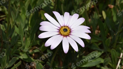 Preview: Fantastic Light Purple Aster Flower Blooming In A Garden.
