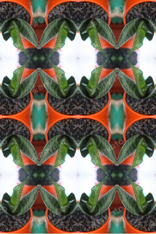 Preview: A Sansiveria House Plant Abstract With A Bright Orange Glazed Pot 0316