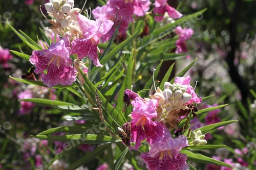 Preview: A Desert Willow Hybrid Tree With Purple Flowers 0037