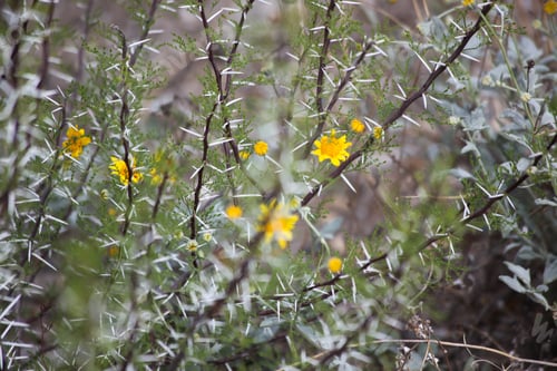 Preview: Yellow Flowers Growing In The Desert