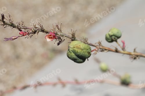 Preview: A Red Yucca Plant With Seed Pods 7888