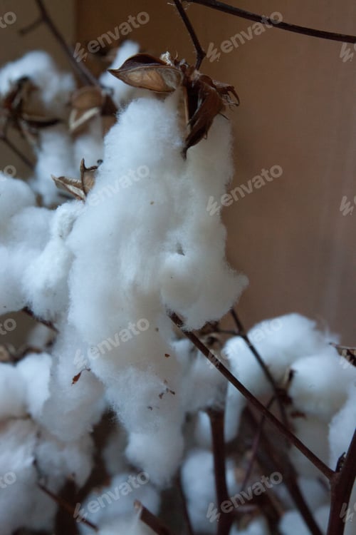 Preview: Cotton On A Plant