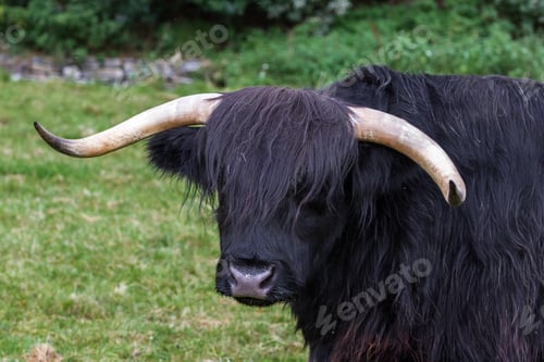 Preview: Close Up Of An Adult Highland Cow In A Field With Fresh Green Grass Late Summer In The Scottish