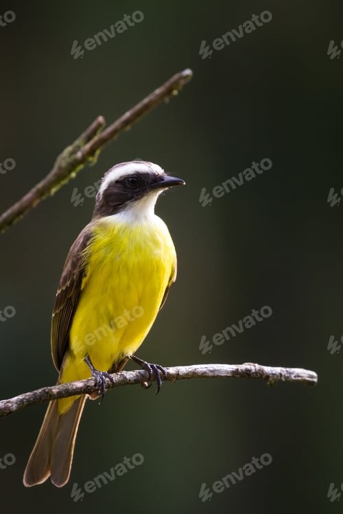 Preview: Close Up Of A Beautiful Great Kiskadee Perched On A Branch