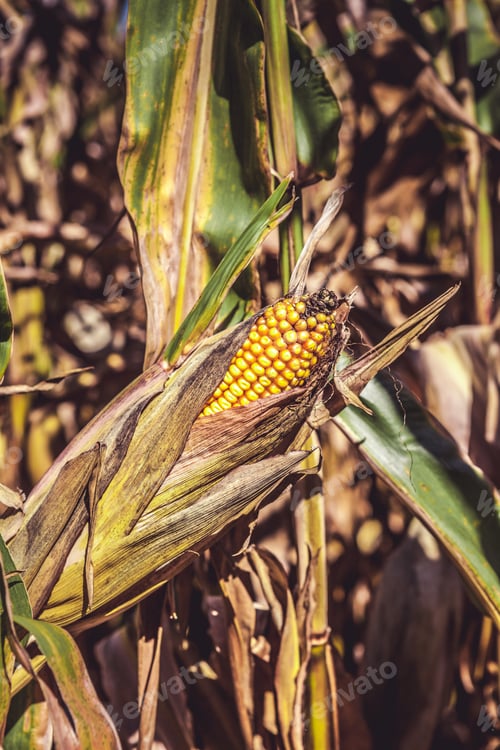 Preview: Corn Field (Patch)