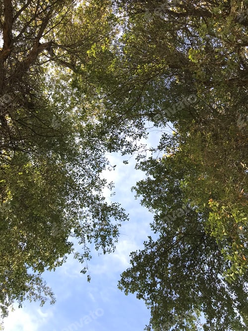 Preview: Looking At A Clear Blue Sky Through Tree Branches 0822