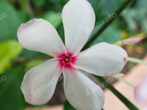 Preview: White And Pink Flower