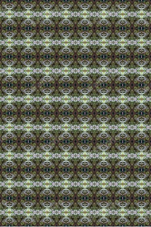 Preview: A Potted Pink Splash Plant Abstract With Lush Spotted Leaves 0274