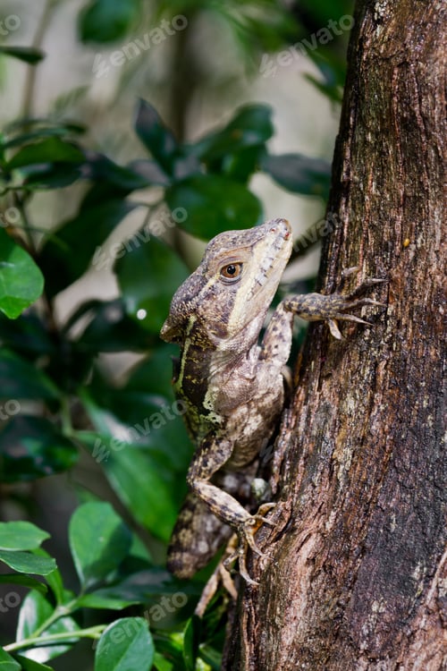 Preview: Tree Lizard Climbing In The Rain Forest Of Belize