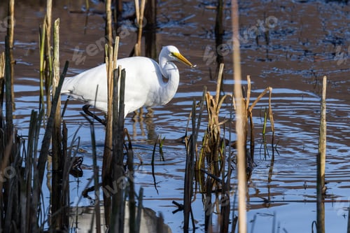 Preview: Beautiful Great White Egret With A Fish In His Beak In A Shallow Tidal Pond Near Hunter Creek In