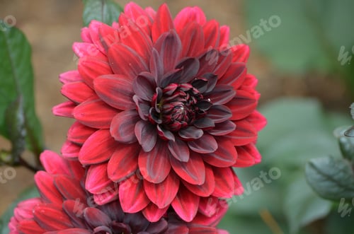 Preview: Flowering Red Dahlia Flower Blososm In A Garden.