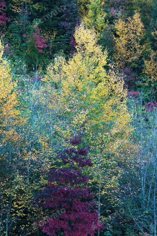 Preview: Autumn Tree Leaves Showing Their Colors