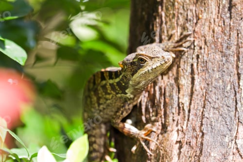 Preview: Tree Lizard Climbing In The Rain Forest Of Belize