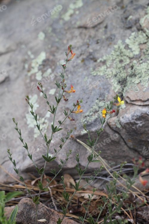 Preview: A Clump Of Desert Rock Pea Flowers 8187