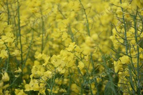Preview: Very Pretty Field Of Flowering Rape Seed Field In Spring.